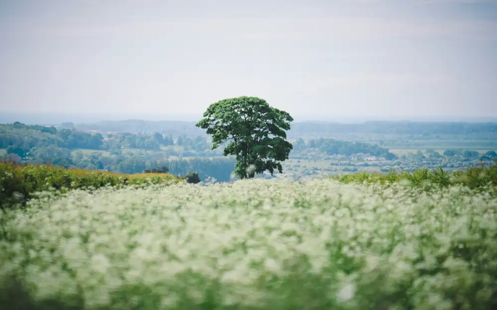 Park Homes Near Wickford - Crowsheath Estate